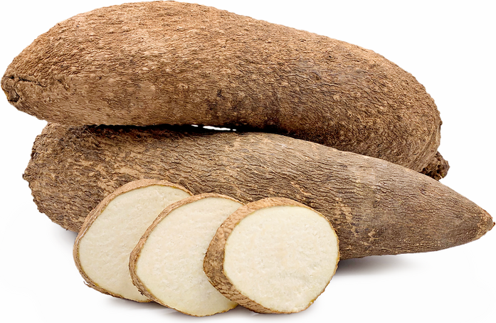 White Yam Tuber